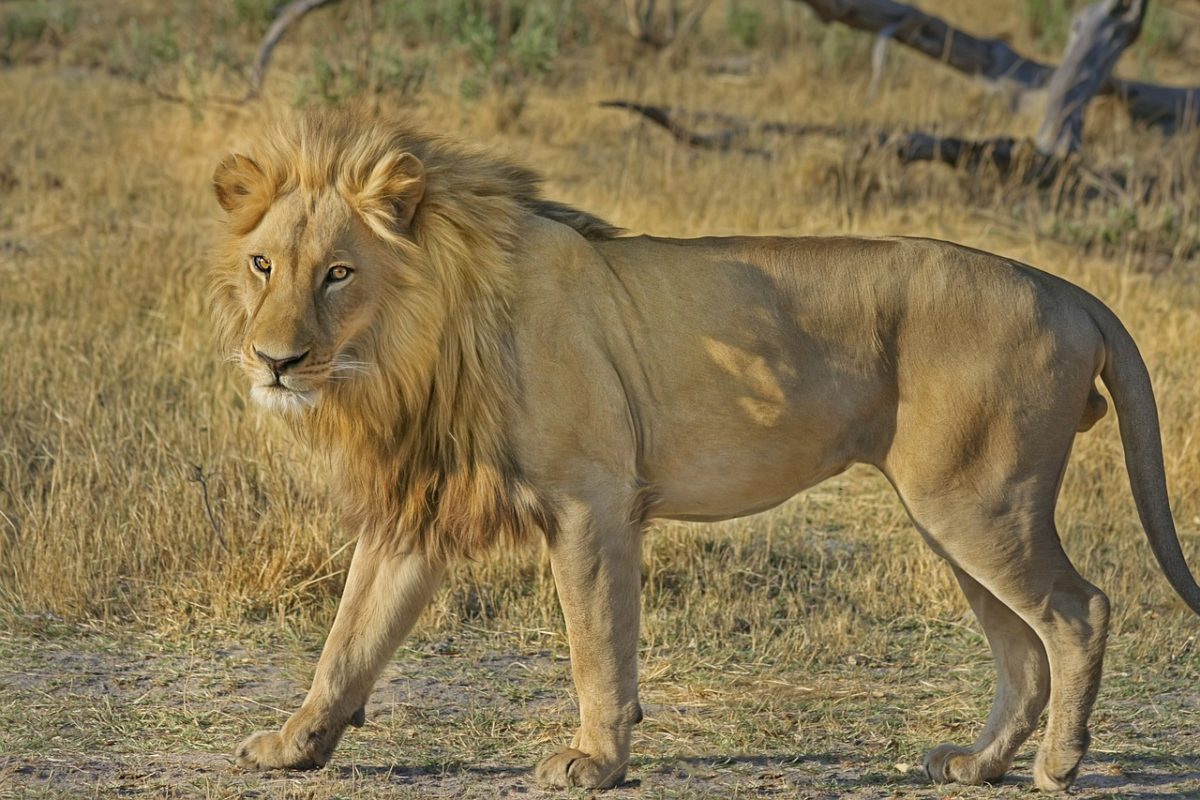 lion analytics